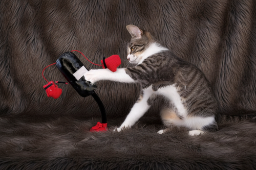 Cat Boxing Toy on Dark Fur - 1