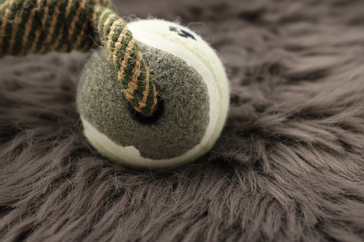 Rope Toy on Dark Fur - 2